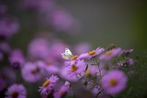 Small white (Pieris rapae), sucking nectar on Aster (Aster)