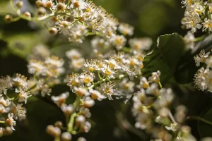 Small white and yellow flowers in sunlight with blurred background