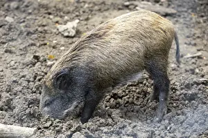 A small wild boar searches for food in the ground