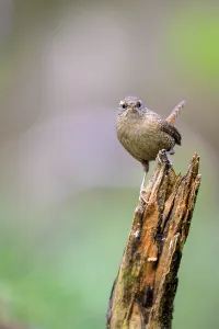 A small wren (Troglodytes troglodytes) sits on a broken branch and looks attentive