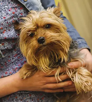 Framed Print : Small Yorkshire terrier in a hands