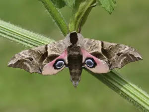 Smerinthus ocellatus, eyed hawk-moths (Smerinthus ocellata)