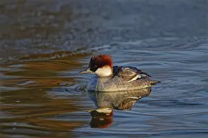 Smew (Mergellus albellus), female