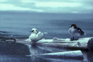 Smew (Mergus albellus) Pair on trunk, winter (S)