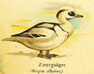 Smew (Mergus albellus) World of birds