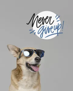 Framed Print : Smiley dog wearing sunglasses. Resolution and high quality beautiful photo Framed Print : Smiley dog wearing sunglasses. Resolution and high quality beautiful photo
