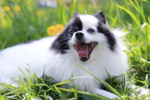 Framed Print : A smiling Pomeranian dog in the grass