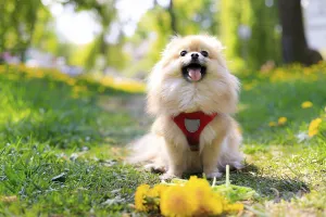 A smiling Pomeranian dog in the grass