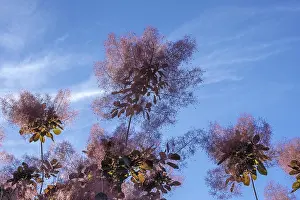 Smoke tree (Cotinus coggygria)