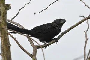 Smooth-billed Ani (Crotophaga ani)