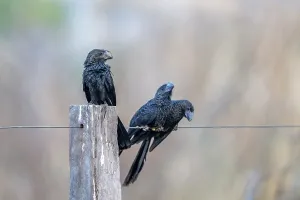 Smooth-billed Ani (Crotophaga ani)
