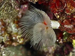 A smooth calcareous tubular worm (Protula tubularia)