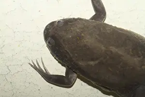 Smooth clawed frog (Xenopus laevis)