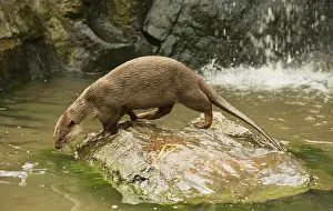 Smooth-coated otter (Lutrogale perspicillata)