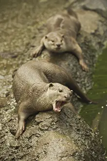 Smooth-coated Otter (Lutrogale perspicillata)