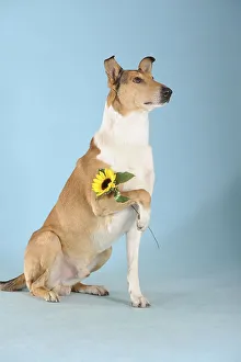 Smooth collie, sable, holding flower with paw