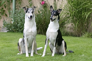 Smooth Collies, blue-merle and tricolour