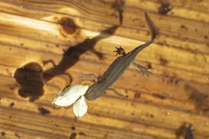 Smooth or Common newt (Lissotriton vulgaris) adult amphibian coming up to breath air from the water surface of a pond