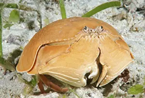 Smooth Crab (Calappa calappa), Bohol Sea