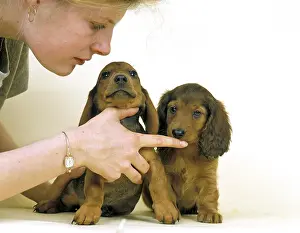 Smooth-Haired and Long-Haired Dachshund