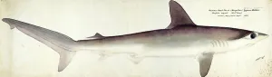 Smooth hammerhead, Sphyrna zygaena, Hammerhead shark, fish, reproduction of an original, by Frank Edward Clarke (b. 1849, d. 1899), ichthyologist and scientific draughtsman