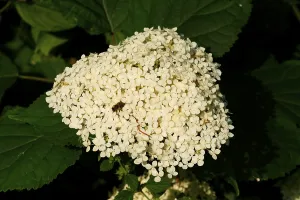 Smooth Hortensia (Hydrangea arborescens)