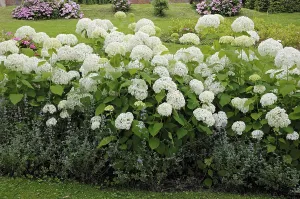 Smooth hydrangea (Hydrangea arborescens) Annabelle<br> Smooth hydrangea (Hydrangea arborescens) Annabelle