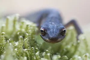Smooth Newt (Lissotritron vulgaris)
