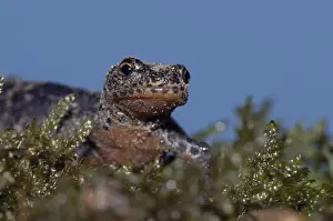 Smooth Newt (Triturus vulgaris)