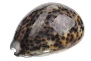 Smooth shiny shell, isolated on white background