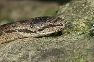 Smooth snake (Coronella austriaca)