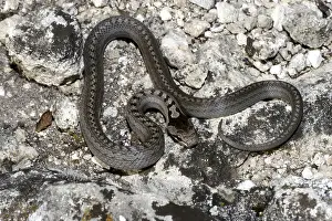 Smooth snake (Coronella austriaca)