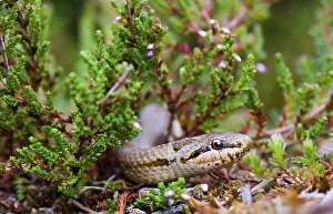 Smooth snake, smooth snakes (Coronella austriaca)
