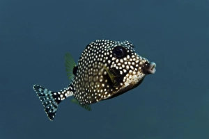 Smooth Trunkfish, (Lactophrys triqueter)