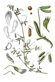 Smooth vetch (Vicia tetrasperma)