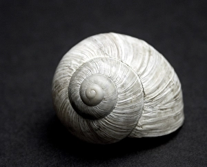 Snail