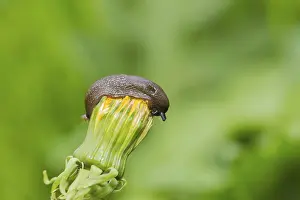 Snail on a dandelion flower