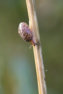 Snail Garden snail crawling on a stem