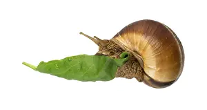 Snail and green leaf. White isolated studio shot