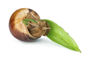 Snail and green leaf. White isolated studio shot