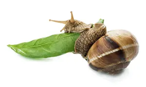 Snail and green leaf. White isolated studio shot