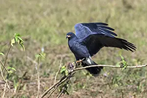 Snail harrier, (Rostrhamus sociabilis)