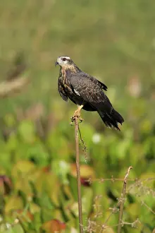 Snail Kite (Rostrhamus sociabilis)