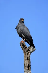 Snail Kite (Rostrhamus sociabilis)