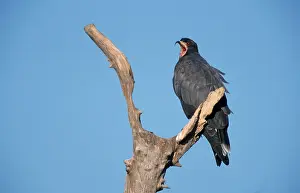 Snail kite (Rostrhamus sociabilis)