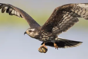 Snail Kite (Rostrhamus sociabilis) female flying with snail in its claws