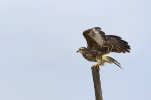 Snail kite (Rostrhamus sociabilis) raises wings