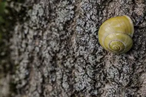 A snail moves slowly across the rough surface of a tree trunk