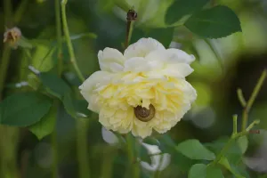Category Wildlife DE Prints: Snail in a rose blossom, rose, rose plant