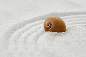Snail shell in sand